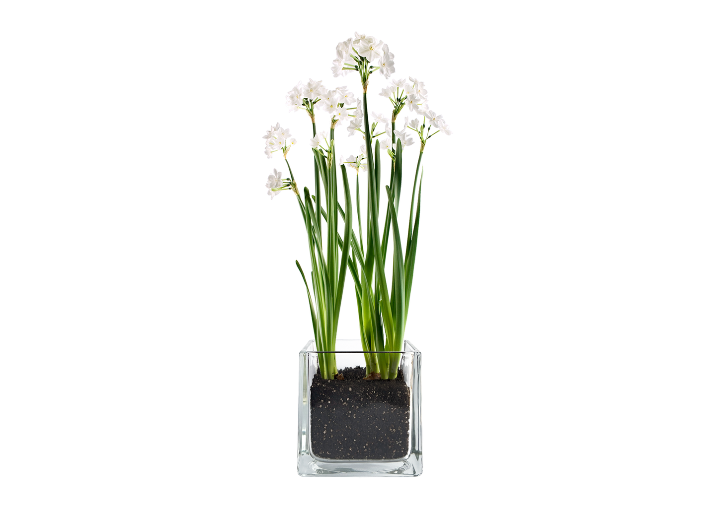 NEW | Christmas Paperwhites Winter Garden