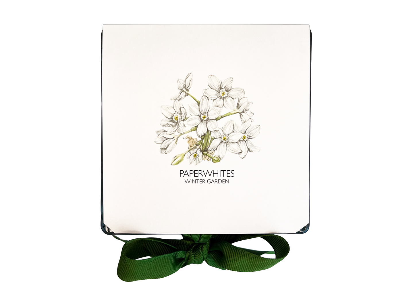 NEW | Christmas Paperwhites Winter Garden