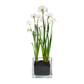 NEW | Christmas Paperwhites Winter Garden